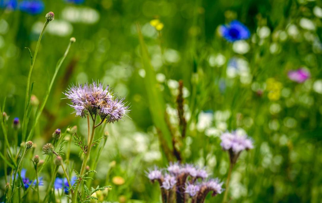 Curtea Constituțională dezbate legea biodiversității din România