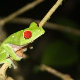 Descoperire inedită: Ce face unică noua broască din Costa Rica