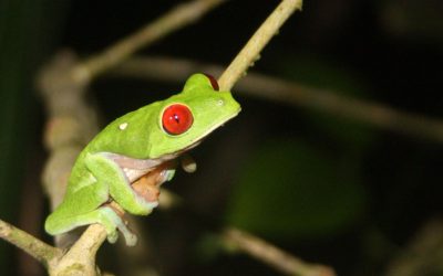 Descoperire inedită: Ce face unică noua broască din Costa Rica