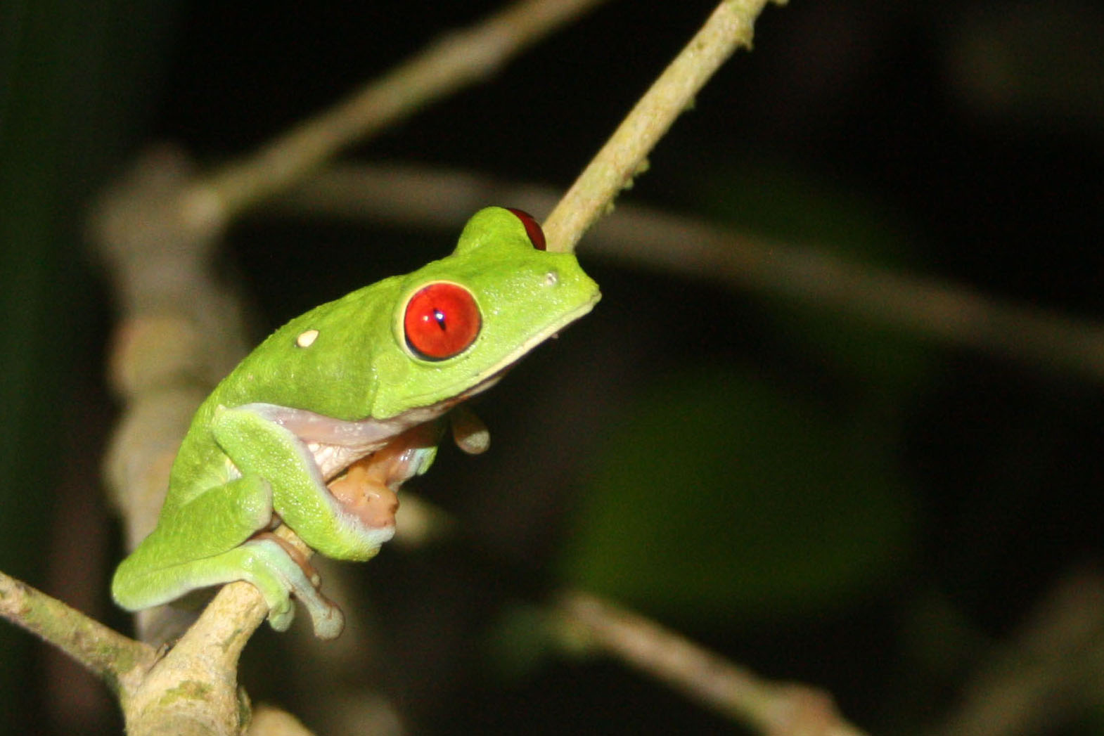 Descoperire inedită: Ce face unică noua broască din Costa Rica