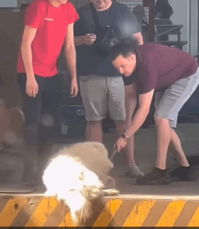 Câine dat afară la 40°C: Angajați concediați