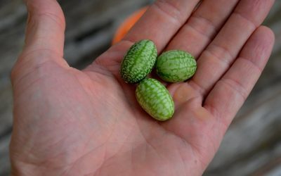 Legumă exotică, în premieră în România: Cercetătorii din Buzău au reușit