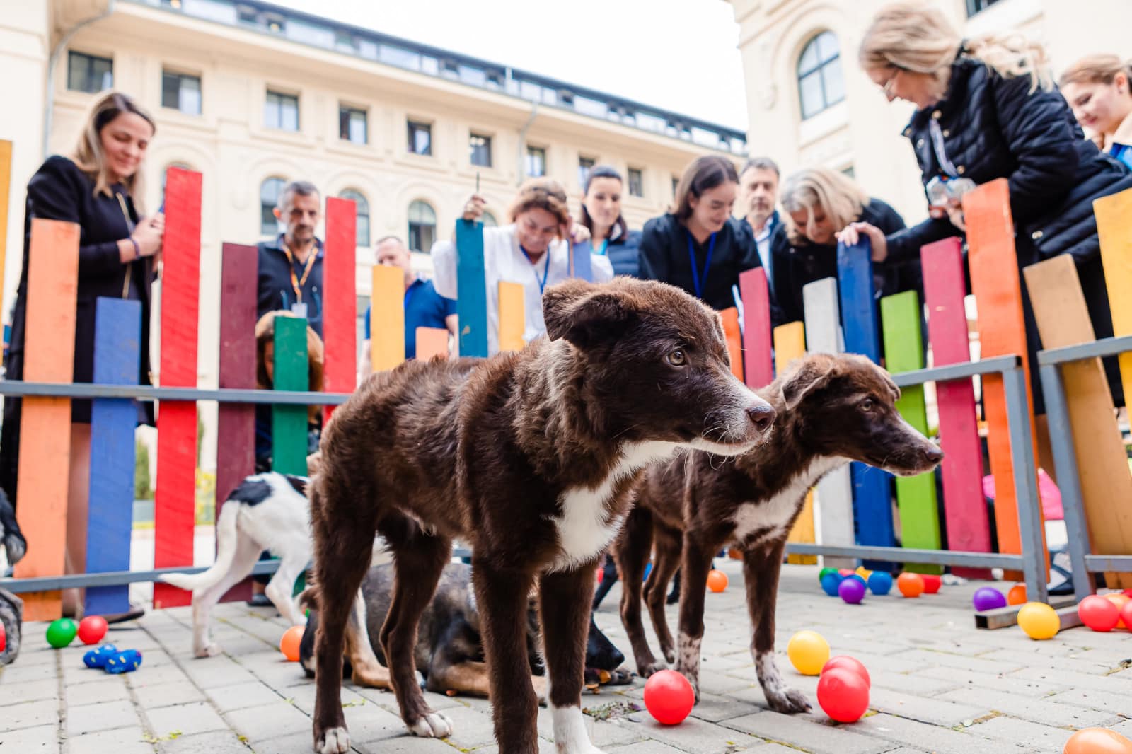 Președinția găzduiește summitul Animal România, septembrie