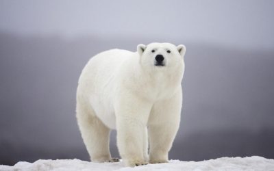 Urs polar furios, trezit de claxon pe mare