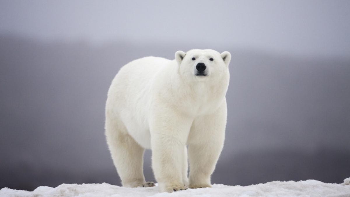 Urs polar furios, trezit de claxon pe mare