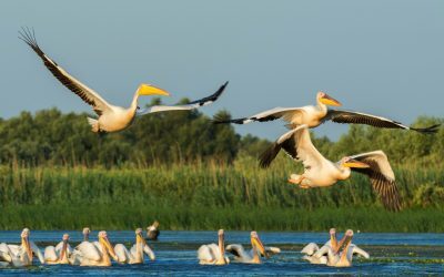Delta Dunării: Reorganizare majoră, consultări cu publicul