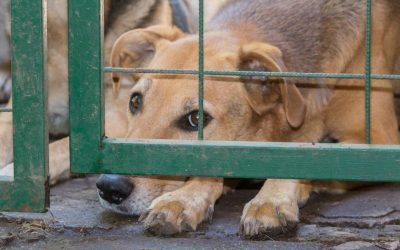 Administrația Prezidențială: Summit pentru bunăstarea animalelor