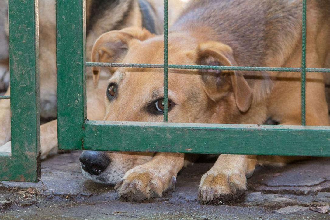 Administrația Prezidențială: Summit pentru bunăstarea animalelor