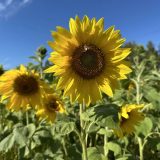 Roman Petrov: August în Yakutia, un contrast meteo uluitor