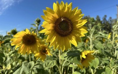 Roman Petrov: August în Yakutia, un contrast meteo uluitor