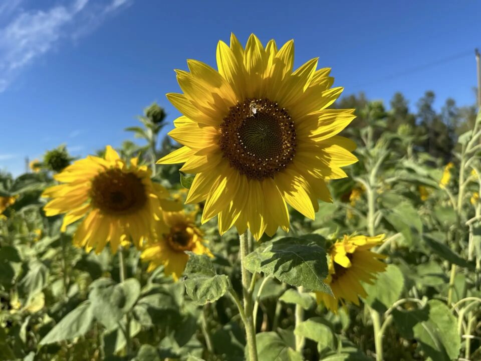 Roman Petrov: August în Yakutia, un contrast meteo uluitor