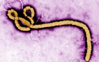 Ebola s-a mutat în RD Congo: Virusul a suferit mutații