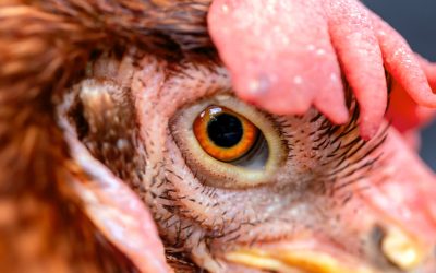 Ferme Pui: Spawn periculoase bacterii. Riscul crește