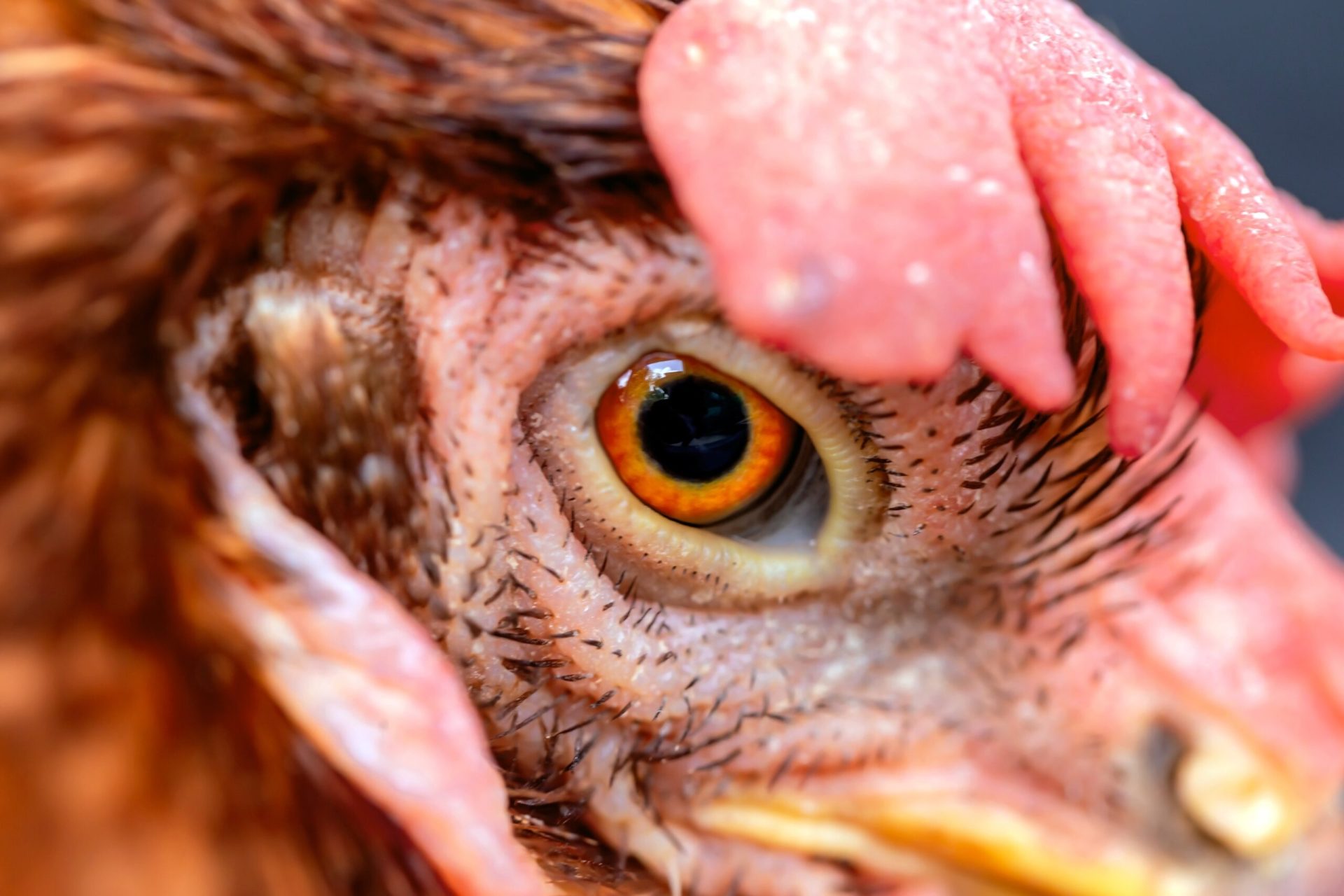 Ferme Pui: Spawn periculoase bacterii. Riscul crește