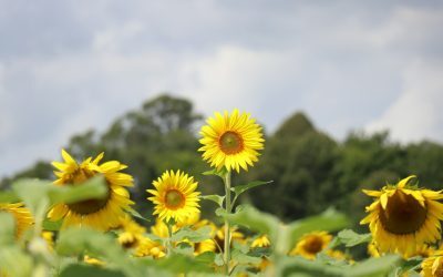 Recolta toamnei, amenințată: Fermierii au pierdut 353.000 ha