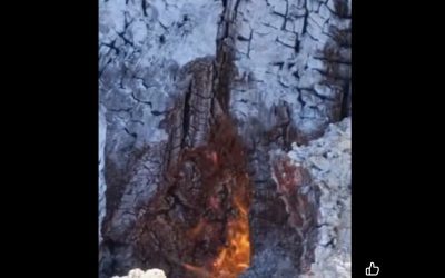 Lunca Mureșului arde din rădăcini, un mister fără precedent