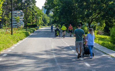 Arbori marcați de tăiere. Primăria să-i asculte pe oameni