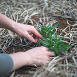 Planta „criminală” din grădină: Cum scapi definitiv de ea