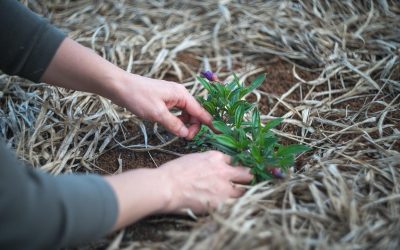 Planta „criminală” din grădină: Cum scapi definitiv de ea