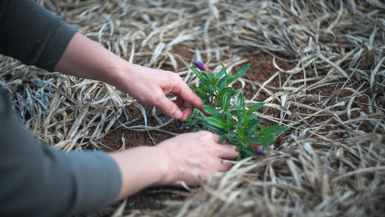 Planta „criminală” din grădină: Cum scapi definitiv de ea