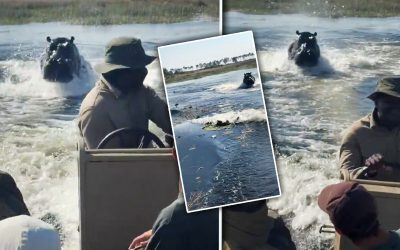 Hipopotam amenință turiști în Botswana