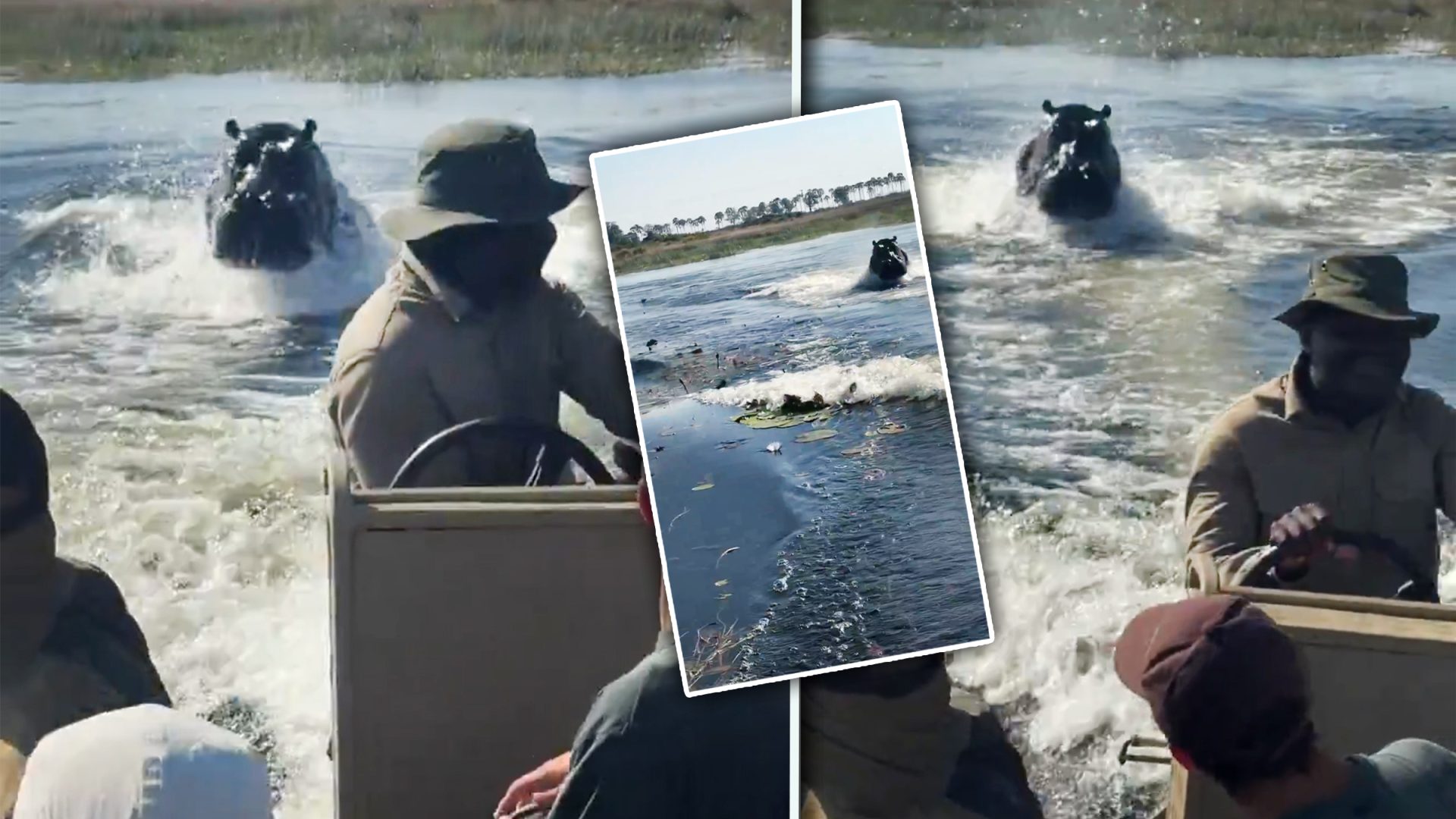 Hipopotam amenință turiști în Botswana