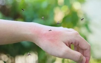 West Nile se extinde în Europa: Italia, Grecia, în pericol