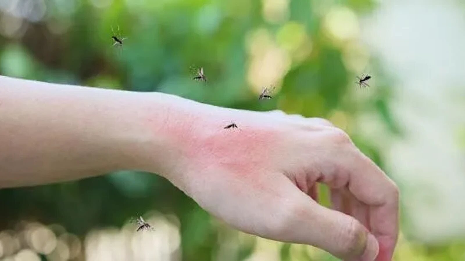 West Nile se extinde în Europa: Italia, Grecia, în pericol