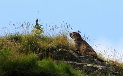 Interzis vânătoarea marmotelor în Franța?