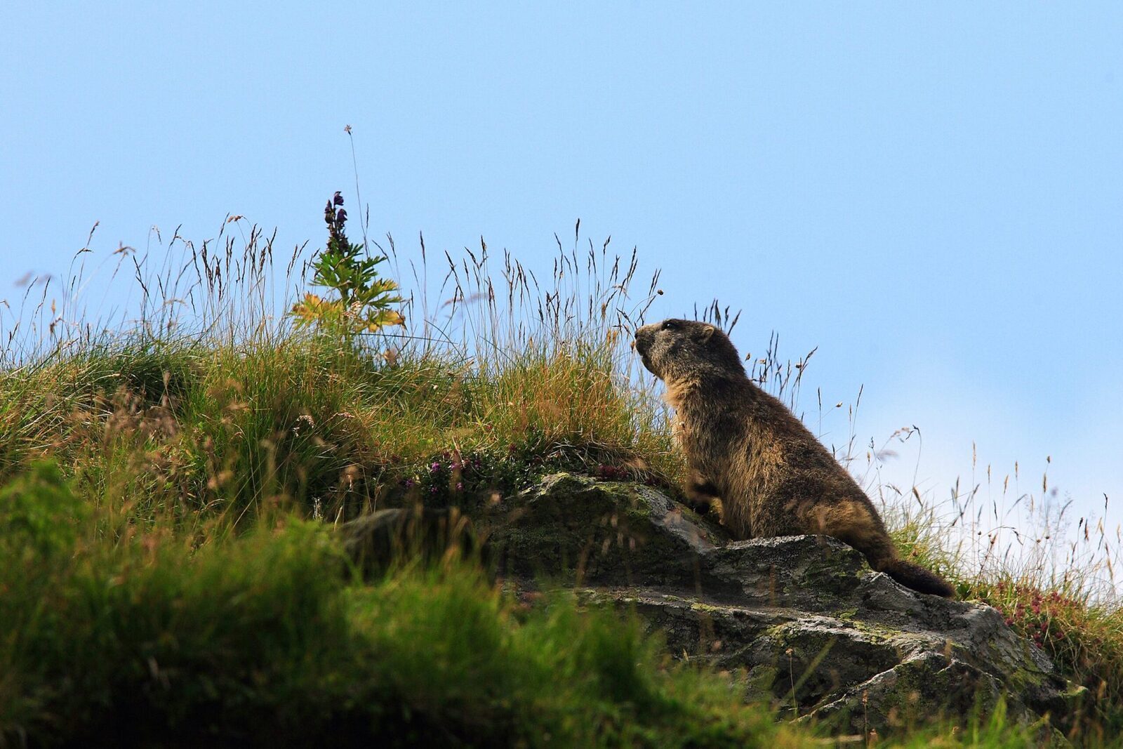 Interzis vânătoarea marmotelor în Franța?
