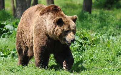 Buzoianu obligă primarii: Aplicați legea schimbată acum