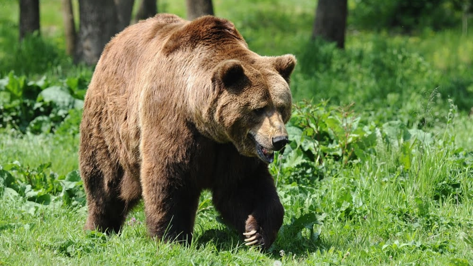 Buzoianu obligă primarii: Aplicați legea schimbată acum