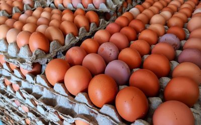 Ouăle bio, un șoc climatic: Mai mari decât cele clasice