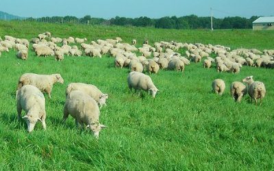 Noi focare de variolă la oi, în sudul României
