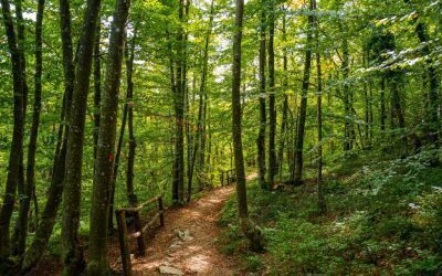 Copil de 8 ani dezbrăcat în pădure. Ce s-a întâmplat!