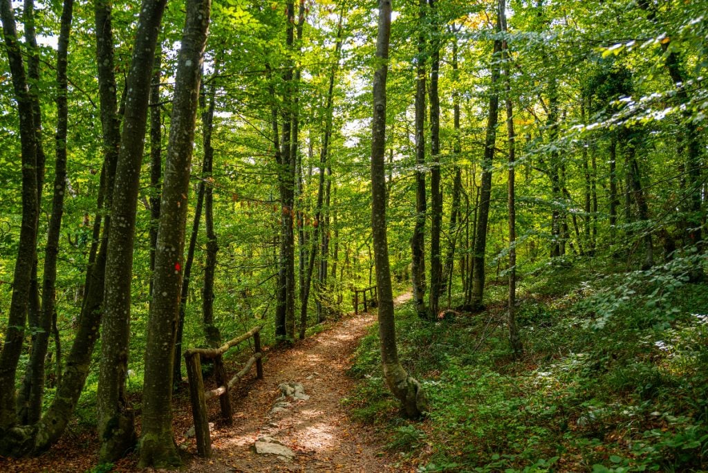 Copil de 8 ani dezbrăcat în pădure. Ce s-a întâmplat!