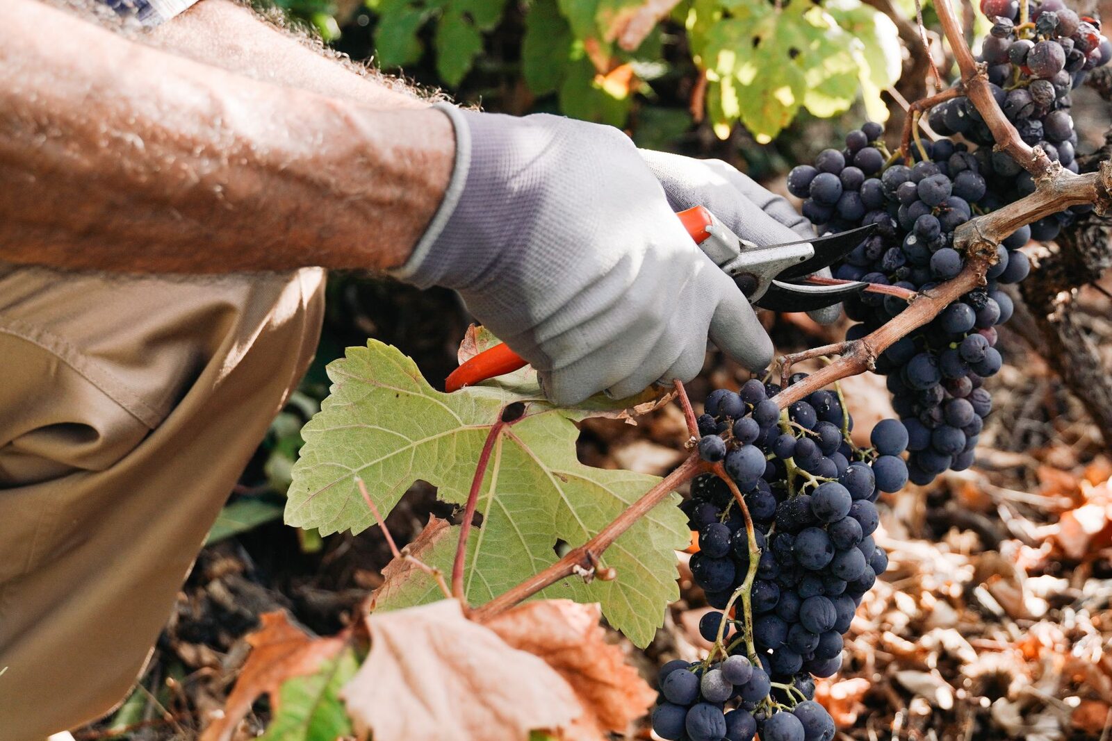 Fumul incendiilor, pericol pentru vinul Franței. Viticultorii, îngrijorați