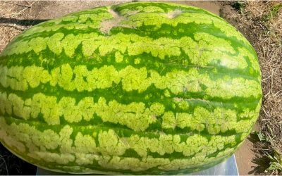 Gigant moldovenesc: Pepene de 74 kg, o premieră