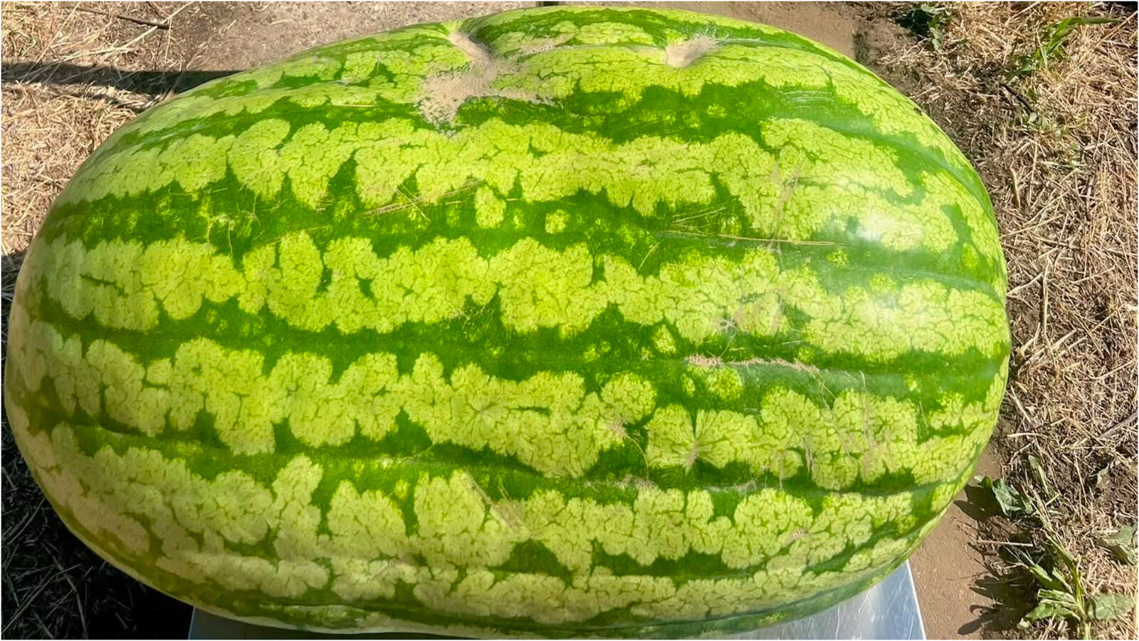 Gigant moldovenesc: Pepene de 74 kg, o premieră