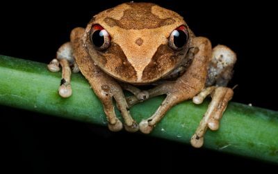 O nouă „broscuță de cafea” în Costa Rica uimește lumea
