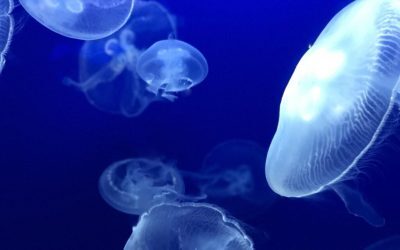 Franța, invadată de meduze: Două reactoare nucleare, închise din nou