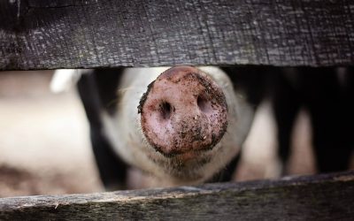 Comerțul macabru: România comunistă, între vieți de evrei și porci