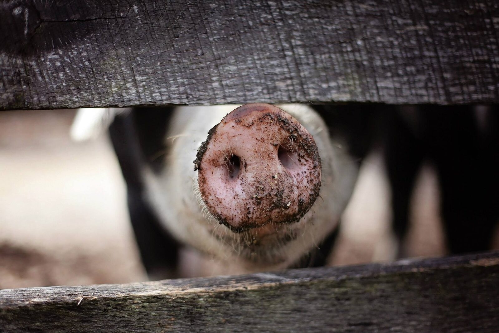 Comerțul macabru: România comunistă, între vieți de evrei și porci