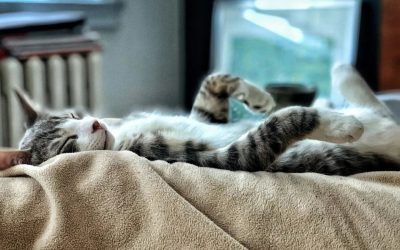 Pericol în casă: Obiecte comune ce o pot omorî pe pisică
