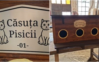 Arad: Pisicile comunitare primesc căsuțe gratis