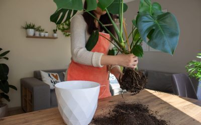 Planta ta cere ghiveci nou. Semnele clare de ignorat