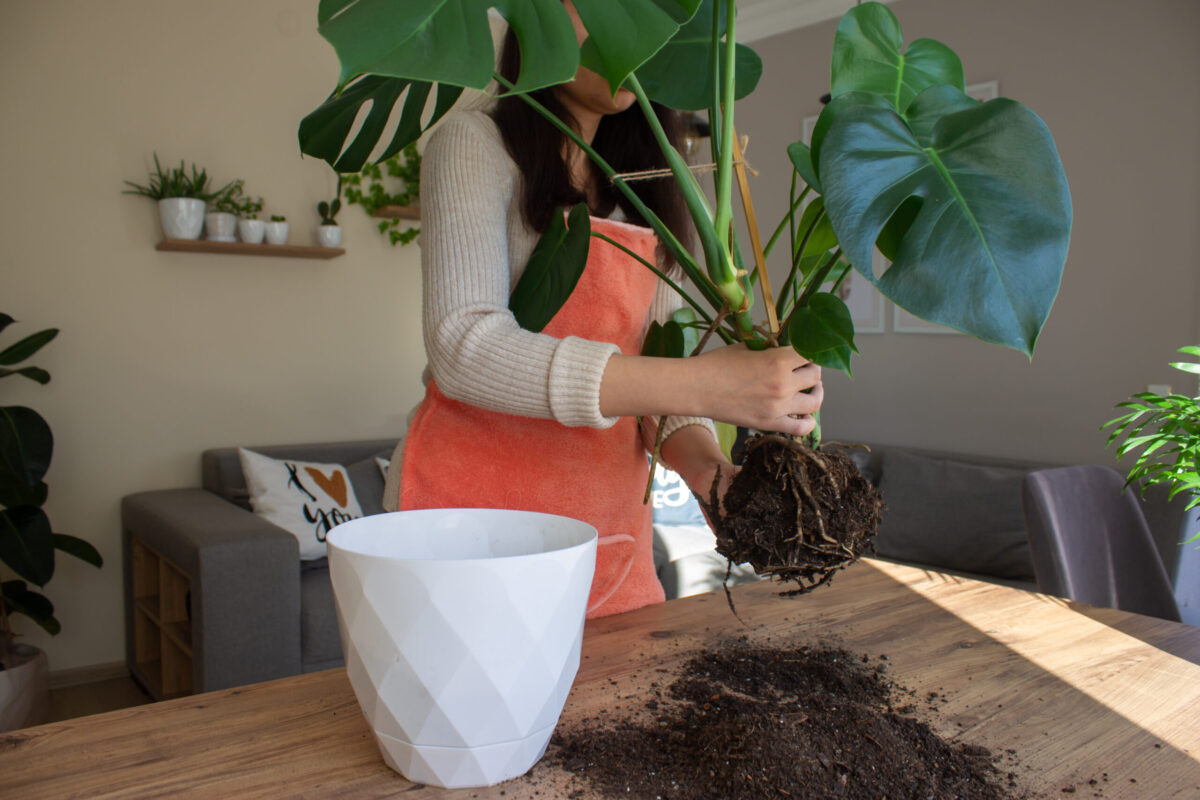 Planta ta cere ghiveci nou. Semnele clare de ignorat