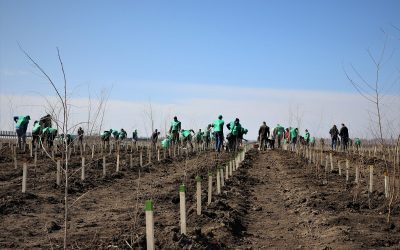 România depășește țintele PNRR: Peste 20.000 ha împădurite