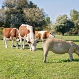 Fermierii primesc bani: Susținere vitală pentru porci și bovine