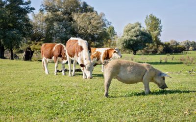 Fermierii primesc bani: Susținere vitală pentru porci și bovine